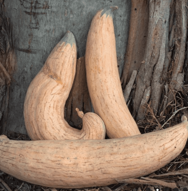 Squash - Winter - North Georgia Candy Roaster (3.25" pot)